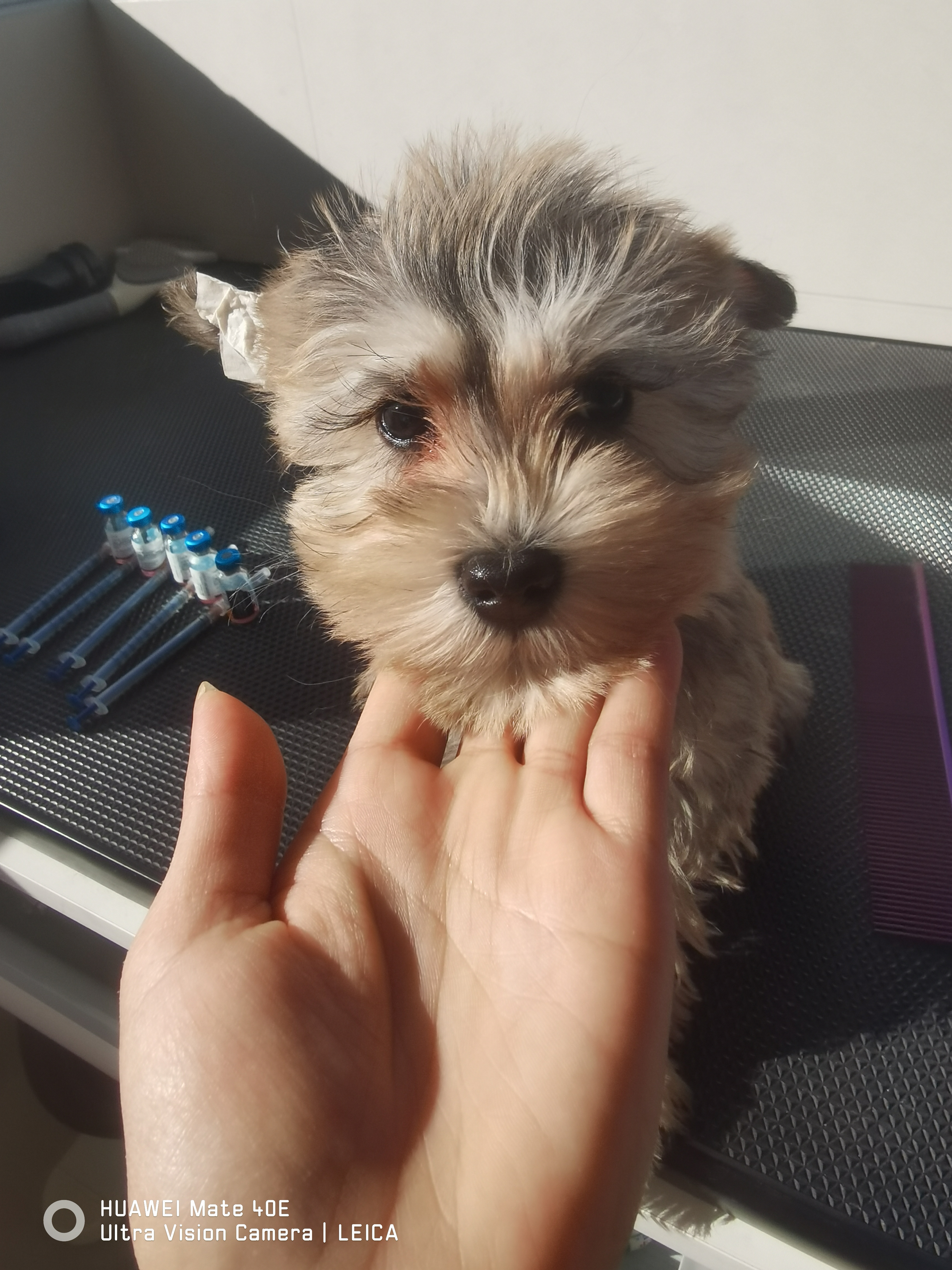 雪纳瑞幼犬 3个月 会吃狗粮 会定点上厕所
新手玩家的首选